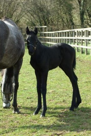 2014 filly by Sixties Icon